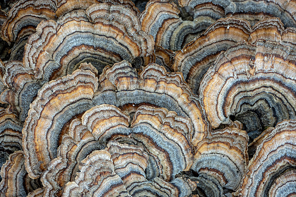 20241005_JMS_NC_fungi_0085-2