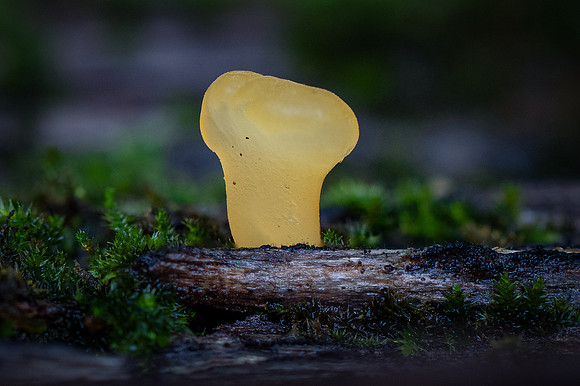 250808-JSP-NC_fungi-5647-946