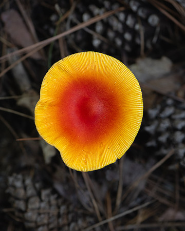 20241005_JMS_NC_fungi_0039-2-273