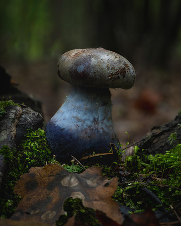 20240925_JMS_NC_fungi_0055-238
