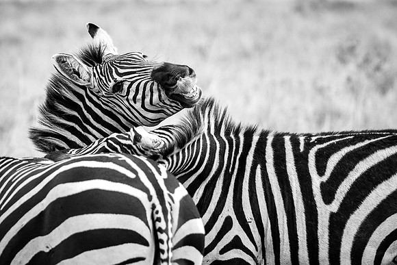 20240730_JSP_Africa_Kenya_2316