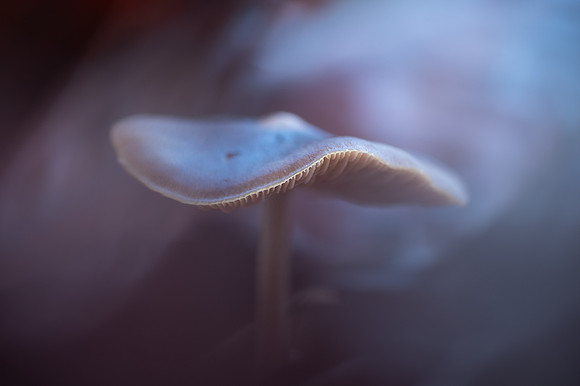 20250101_JSP_NC_fungi_102