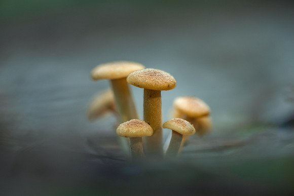 250627-JSP-NC_fungi-3305-755