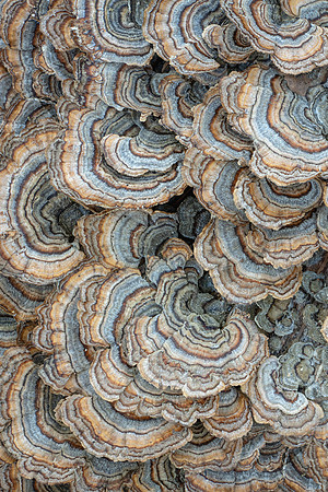 20241005_JMS_NC_fungi_0077-265