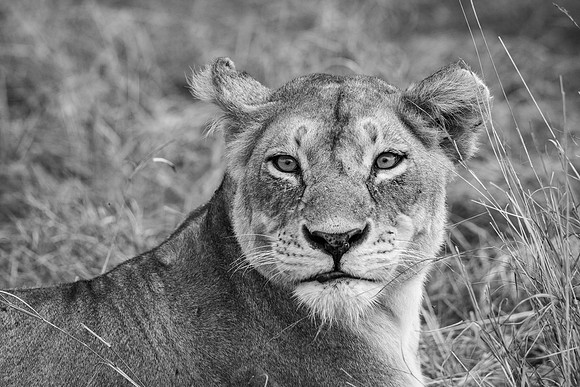 20240728_JSP_Africa_Kenya_1617
