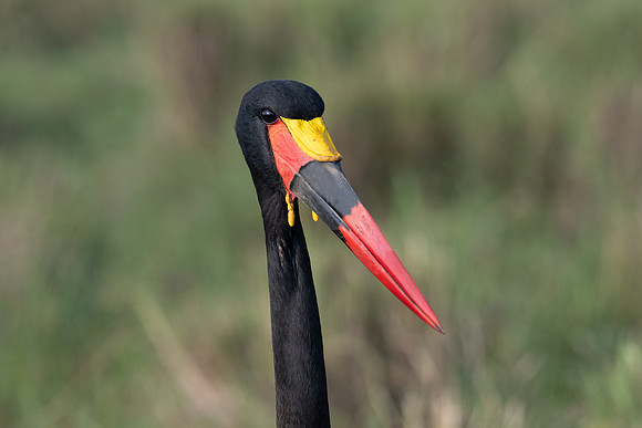 20240725_JSP_Africa_Kenya_776