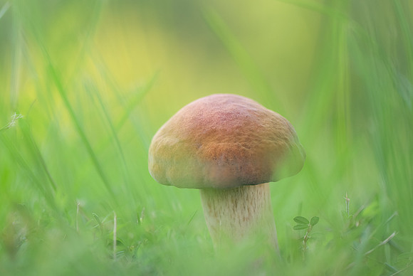 250724-JSP-NC_fungi-4293-866