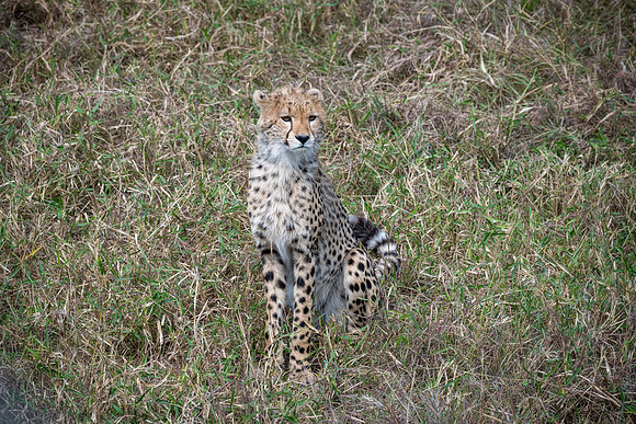 20240728_JSP_Africa_Kenya_1926-198