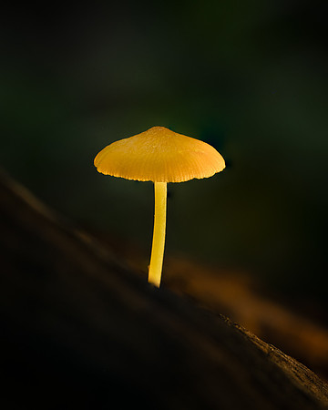 250607-JSP-NC_fungi-1755-395