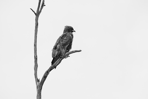 20240729_JSP_Africa_Kenya_2001