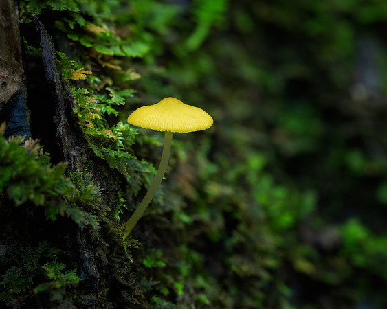 20240925_JMS_NC_fungi_0065-236