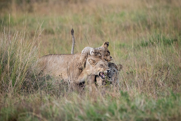 20240726_JSP_Africa_Kenya_1145-202