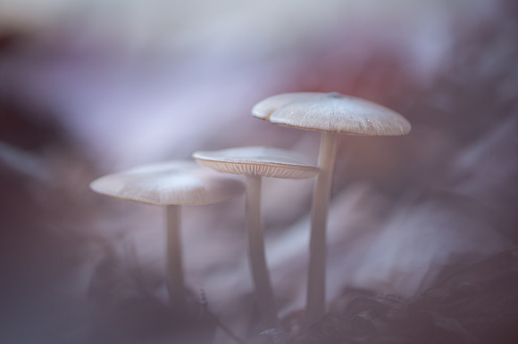 20250102_JSP_NC_fungi_053-641