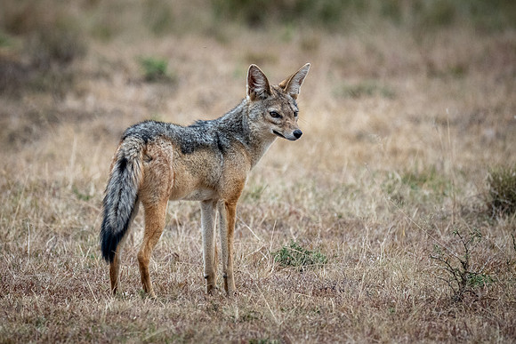 20240727_JSP_Africa_Kenya_1558