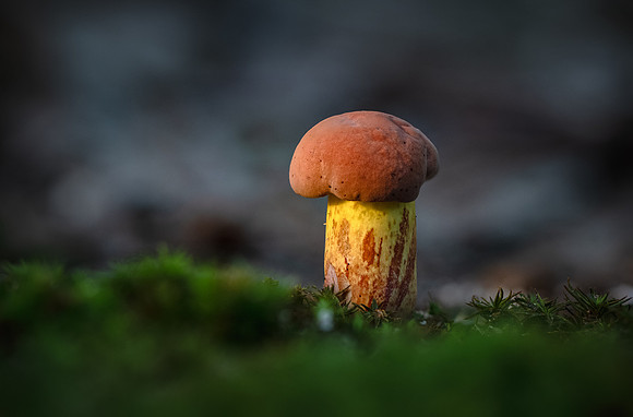 250818-JSP-NC_fungi-7483-1318