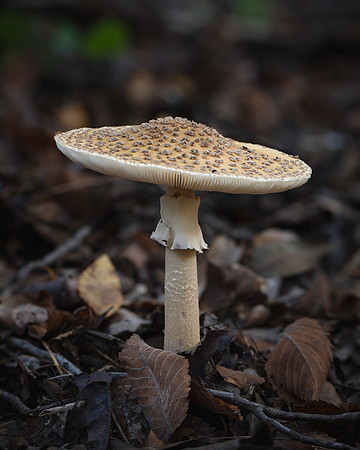 20241005_JMS_NC_fungi_0008-2-311